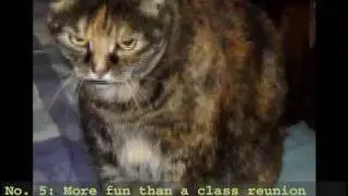 Top 10 Reasons You Want to Be at BlogPaws 2010