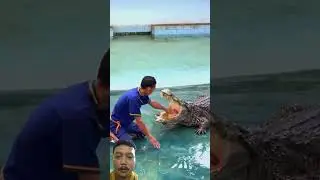 Tangan hampir putus digigit buaya #trending #shortvideo #buaya #viralvideo #shortsviral #faktaunik