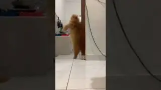 Video kucing joget tik tok lucu||#short