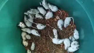 Waktunya Ganti Media Kandang Tikus African Soft Fur Rat