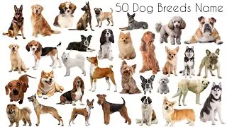 Dog Breeds Vocabulary | 50 Dog Breeds Name In English With Pictures | 50 Popular Dogs |  Dog