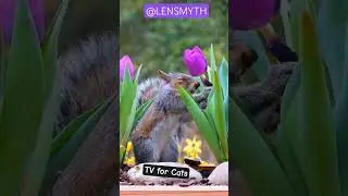 Enjoy All Day #cattv No ad interruption for 8-12 hours! #tvforcats