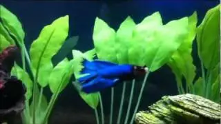 My Happy Betta Fish 2011