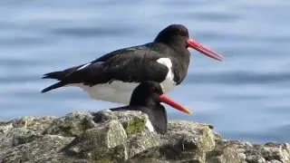 Scholekster (koppel) - Eurasian Oystercatcher (pair) - Hu&icirc;trier pie - Tjeld  - Haematopus ostralegus
