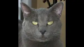 HAPPY BIRTHDAY JERICHO  THE GREY CAT