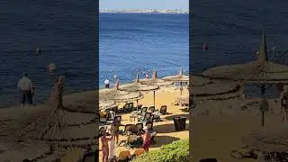 Акула .Египет. REEF OASIS BLUE BAY .16.09.2024