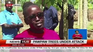Paw Paw Farmers Devastated: Crops Destroyed by Mealybug Caterpillars in Baringo