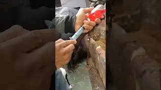 Low temperature animals treatment 🤧 #dairyfarming#dairyfarm#trandingsong #shortvideo #trendingshorts
