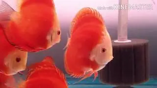 #DISCUS #FISH #THE #AQUA #WORLD #DISCUS FISH IN #IND Types of discus fish by The Aqua world