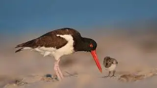 American Oystercatcher feeding baby
