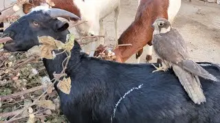 Wild Falcon Found A Perfect Place For Resting 😜🦅
