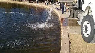 Trout Stocking at Sunset Park Las Vegas, NV