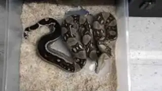 striped tail anery boa