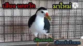 เสียงต่อนกกวัก มาใหม่เข้าดี #นกกวัก 