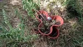 2016 Garden Update #5 Fall is Here