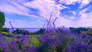 Relaxing Bay music scene for studying, stress, sleep and relaxation (Calm Mind)🌿