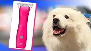 Dog Clipper Sound