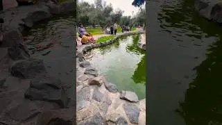 Lima Peru Central Park  🌳  Walking El Olivar San Isidro #peru #nature #shorts