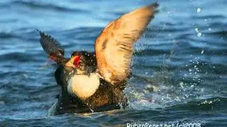 Sea duck hunting maine eiders in the Northeast with seaduckhunt.com