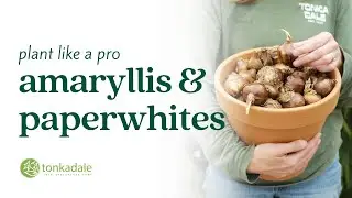 Plant Like A Pro: Amaryllis & Paperwhites