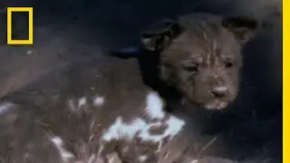 Painted Dog Supermom Saves Pup | National Geographic