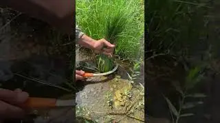 Grasa Cutting ASMR #farming #satisfying #agriculture #shorts