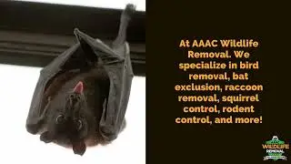 Bat Control San Antonio - AAAC Wildlife Removal San Antonio