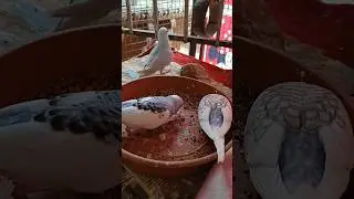 Dominant pied Spangle & Dominant pied Opaline