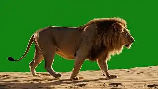 Male Lion Walking Side View - Green Screen Asset (Sand Floor)