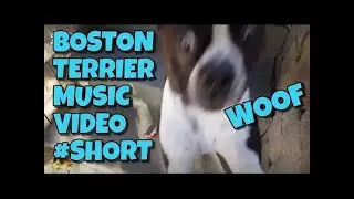 BOSTON TERRIER | MUSIC VIDEO | SHORT VIDEO | JUST FOR FUN | DOG GUY DARIN | BOSTON TERRIER DANCING