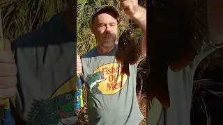 Big Bluegill #fishing#shorts#fyp#DreamTrackAI#bluegill#bluegillfishing#bluegigi