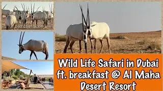 What wild life can you see in Dubai Desert Conservation Reserve? Ft. Breakfast @ Al Maha Resort.