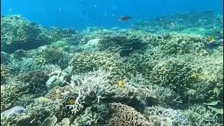 Blue Coral Garden-Gili islands underwater view #shorts