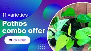 Best pothos combo offer|Money plant offer sale|Buy quality plants online|Plant Nursery|