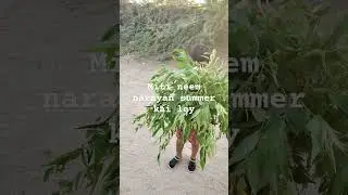 #jivha# miti neem narayan for summer drink chach🌞🌞