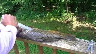 Fishing 101- How to Fillet Carp Quickly