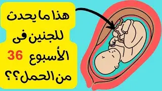 ماذا يحدث للجنين فى الأسبوع 36 من الحمل / هل تكون الولاده أمنه فى هذا التوقيت