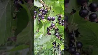 harvest#blackcurrant#solb&aelig;r 🫶🫶🫶