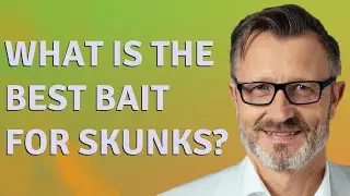 What is the best bait for skunks?