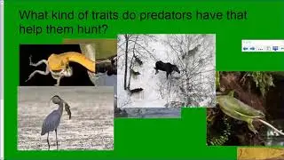 Predator Prey Relationships