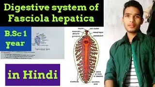 Digestive system of Fasciola hepatica