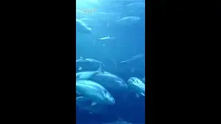 Contagious yawning observed in fish for the first time #AnimalBehaviour