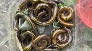 Catch Smooth Body millipede in a bamboo 