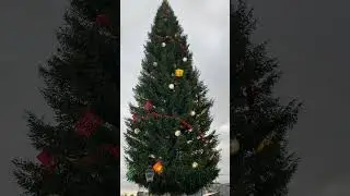 6.12.2025  Rakkauden joulukuusi  Tukholma  Ari  Nurmi
