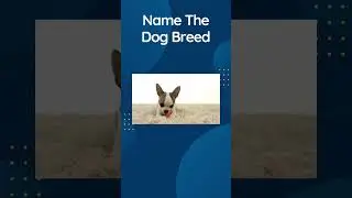 Dog Quiz Shorts 8 - Guess The Dog Breed Trivia #shorts  #dogquiz #dogtrivia  #funquizzes