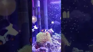Green star coral hosting a clown fish.