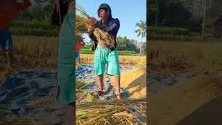 Cara pakai mesin kaleser ketika panen padi di desa klabang.