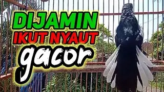 suara burung kacer ngeplong merdu sangat ampuh buat pancingan kacer bahan bikin cepat gacor