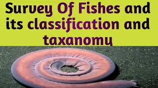 Survey of fishes, its taxanomy and classification and Agnathans