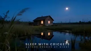 Night Ambient Sounds with Crickets & Wind | Natural Ambience for Deep Sleep & Relaxing Sleep 